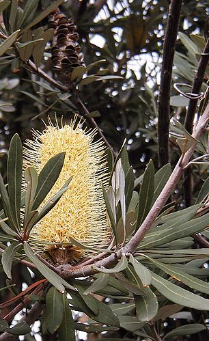 Banksia integrifolia